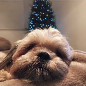 Meet your Posher, Sidney